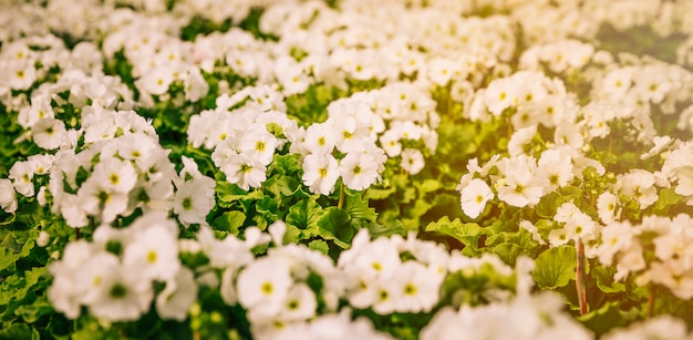 Panoramic view of small white flowers in the garden