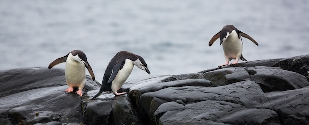 Free photo panoramic view of three penguins on the stones in antarctica