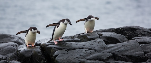 Free photo panoramic view of three penguins on the stones in antarctica