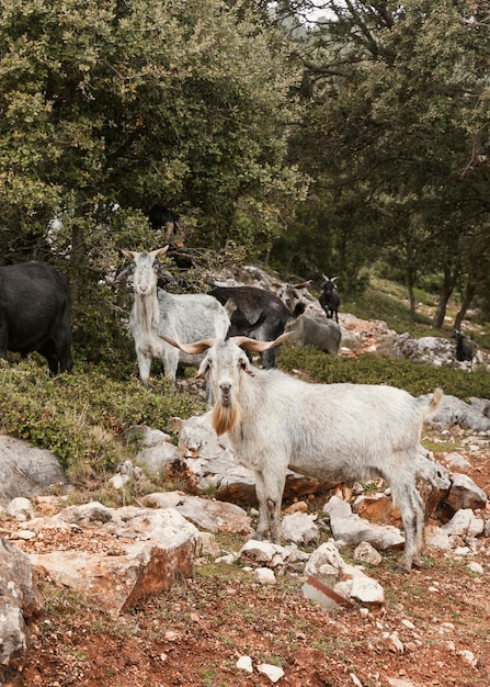 Panoramic view of wild goats in nature