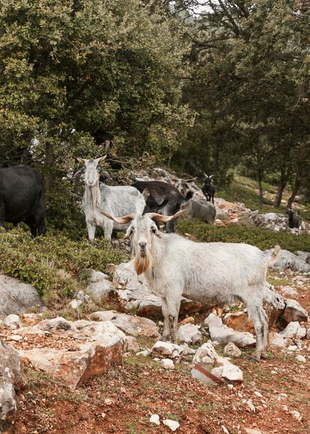 Panoramic view of wild goats in nature