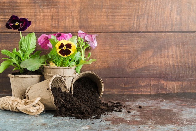 Free photo pansy plants planted in the peat pots against wooden wall on concrete desk