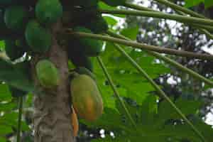 Free photo papayas on a tree close up