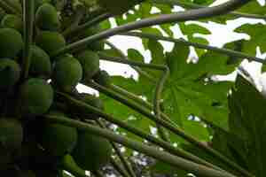 Free photo papayas on a tree