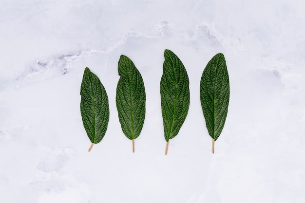 Free photo parallel leaves on marble background