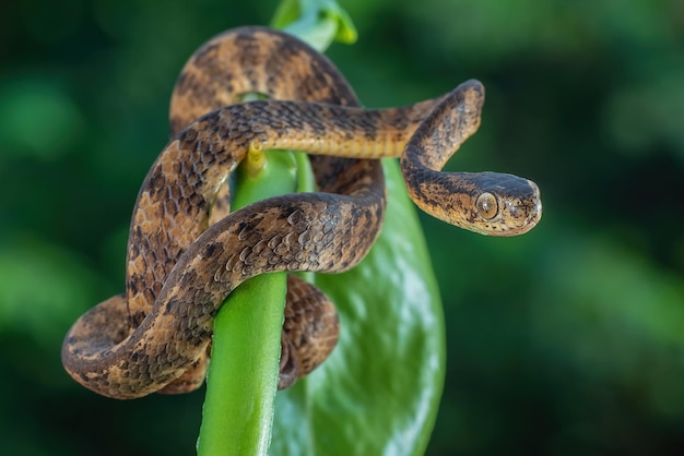 Pareas carinatus closeup on branch