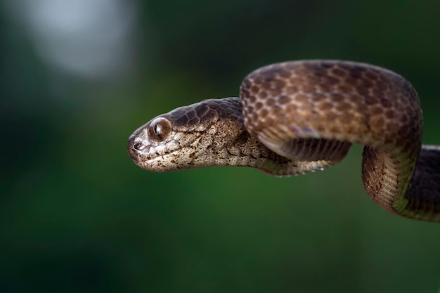 Pareas carinatus snake camouflage on wood Keeled Slug Snake closeup