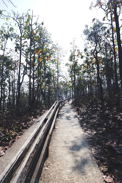 park daytime sunny trees forest path