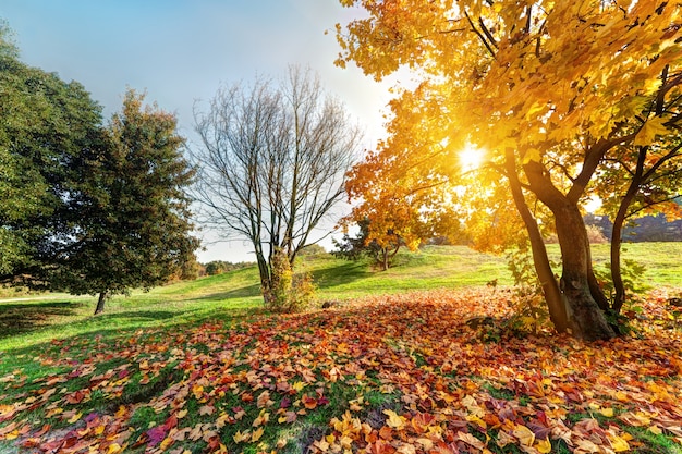 Park at sunset