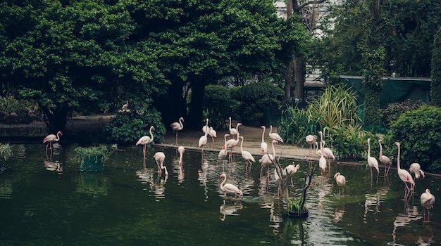 Free photo park with flamingo in the middle of hong kong