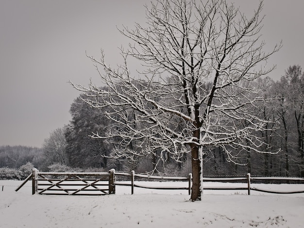 Free photo park with snow