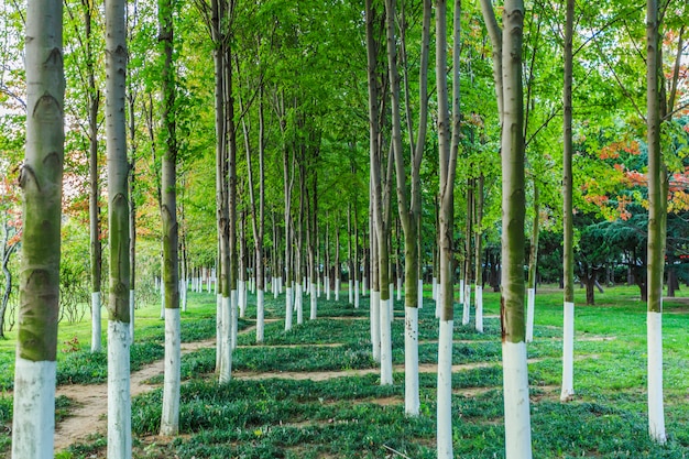 park with trees