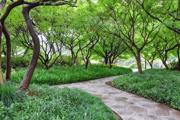 Free photo park with vegetation and stone pathway