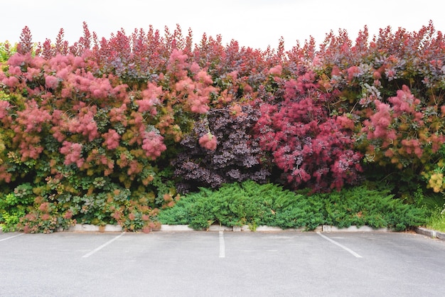 Parking space outside the tree wall