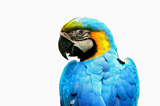 Free Photo parrot profile