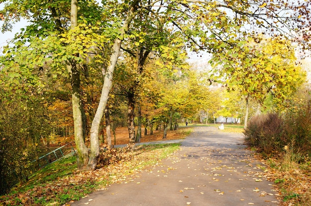 Free photo path under autumn trees at a park