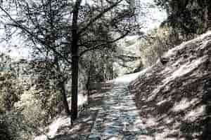 Free photo path in forest on hill among trees in sunny day