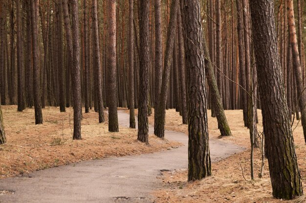 Path in forest