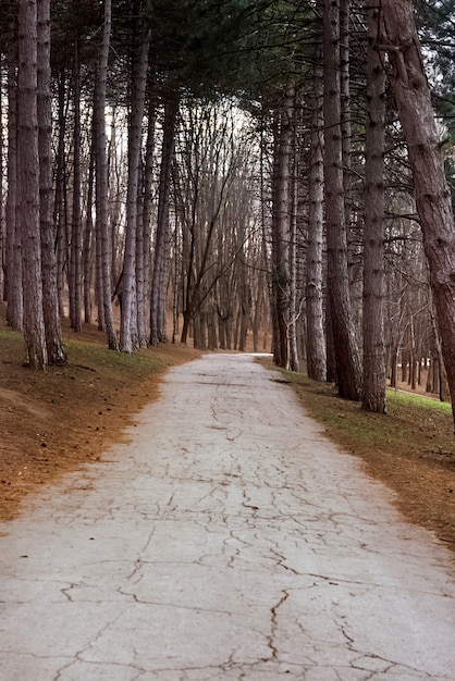 Path in a late winter forest