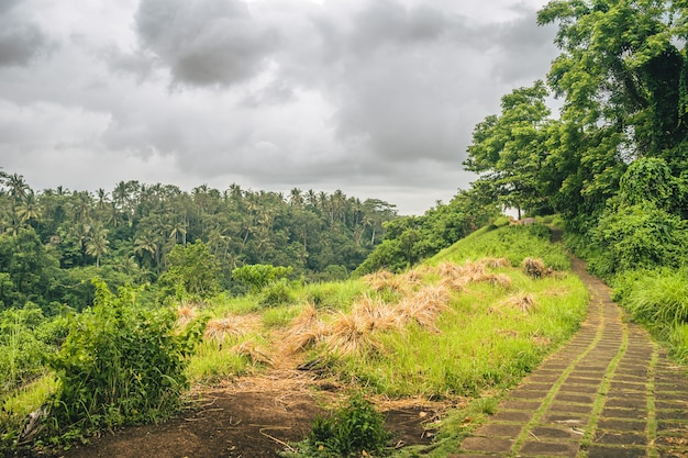 Path lined with grasses with a beautiful view of a mountain forest on a cloudy day