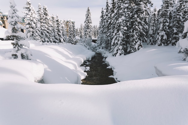 Path in snowy pine tree forest