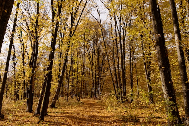 Path through autumn forest