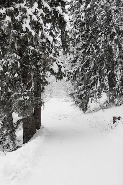 Path in winter forest