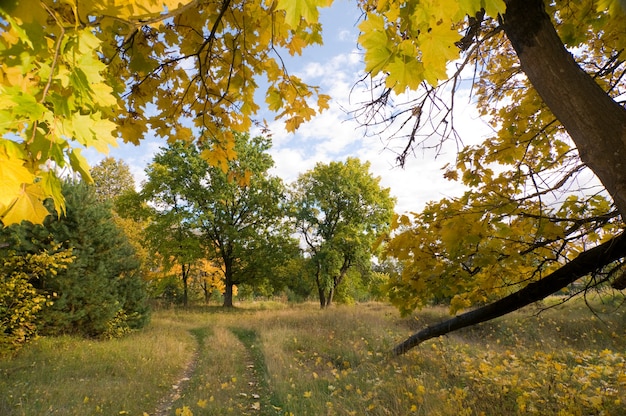 Path in the woods