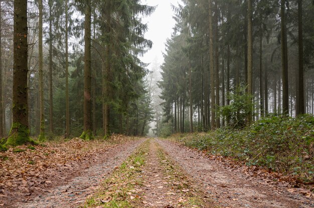 Pathway covered in leaves in the middle of a forest with green trees