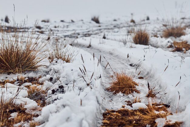 Pathway covered in snow and dry grass in winter