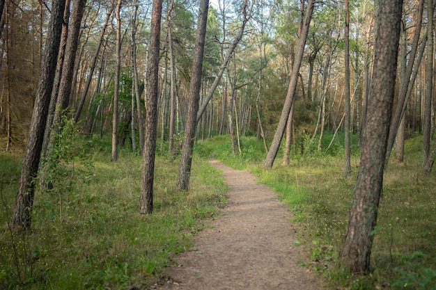 Pathway in a forest covered in grass and trees under the sunlight during daytime