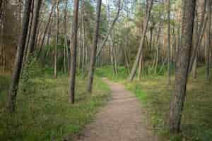 Free photo pathway in a forest covered in grass and trees under the sunlight during daytime