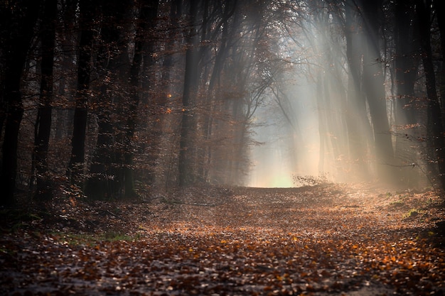 Pathway in a forest covered in leaves surrounded by trees under the sunlight in autumn