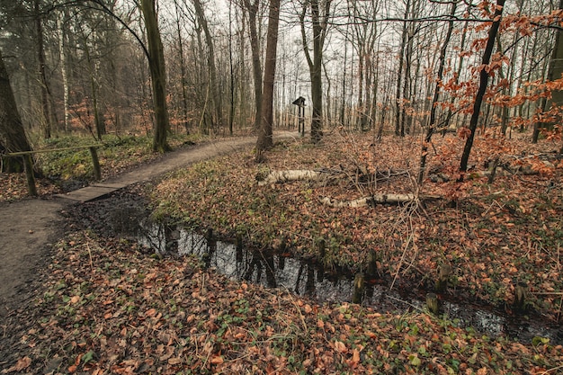 Pathway in a forest covered in trees in autumn