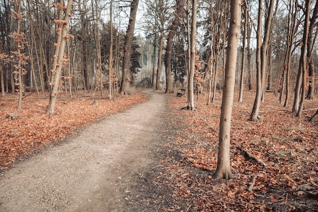 Pathway in a forest surrounded by leaves and trees under a cloudy sky