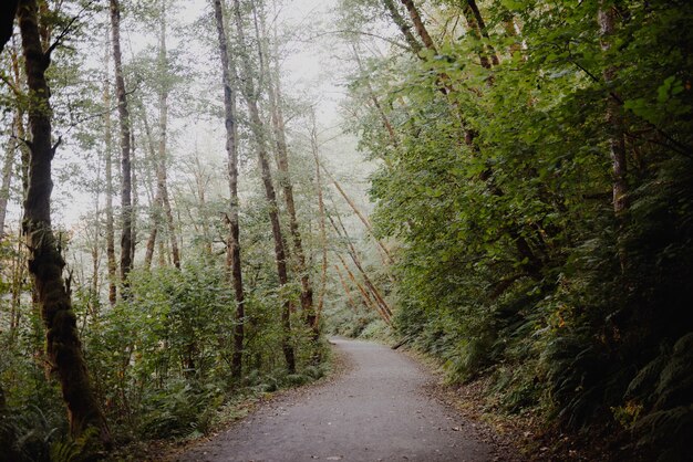 Pathway in a forest surrounded by trees and bushes under the sunlight