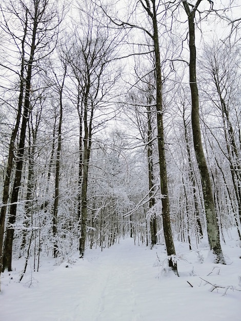 Pathway in a forest surrounded by trees covered in the snow in Larvik in Norway