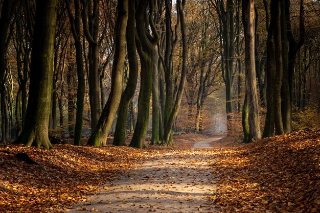 Pathway in a forest surrounded by trees and leaves during the autumn