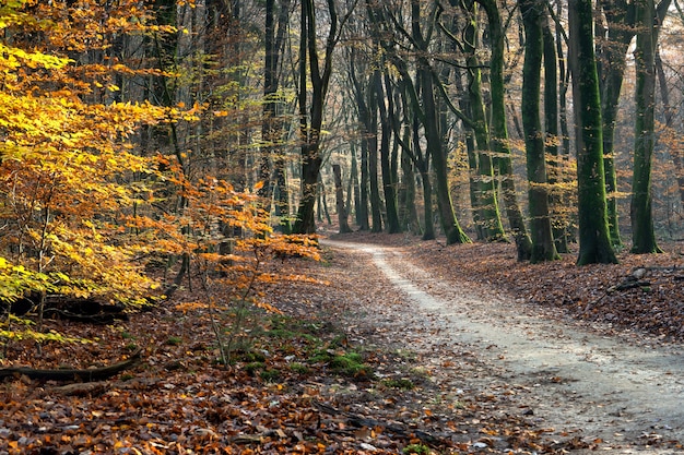 Free photo pathway in a forest surrounded by trees and leaves under the sunlight in the autumn