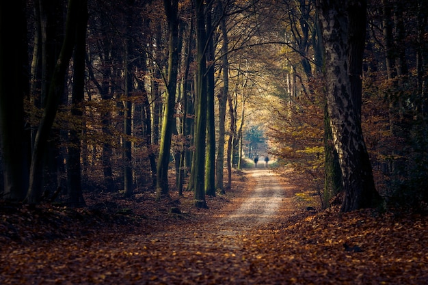 Free photo pathway in a forest surrounded by trees and leaves under the sunlight