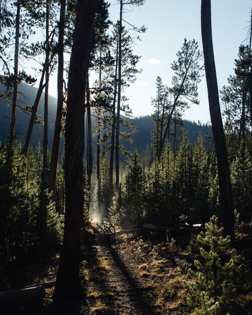 Pathway in a forest surrounded by trees under sunlight with mountains