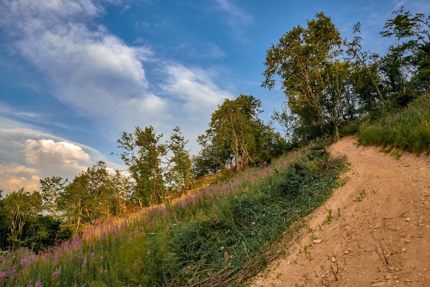 Pathway on a hill covered by flowers and trees under the sunlight and a blue sky