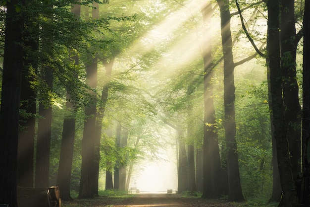 Free photo pathway in the middle of the green leafed trees with the sun shining through the branches