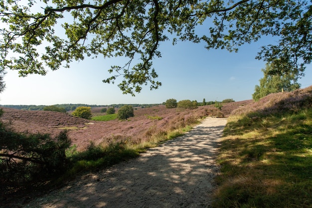 Free Photo pathway in the middle of hills under a blue sky