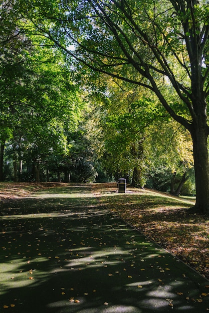 Free Photo pathway in the middle of the tall trees of a forest