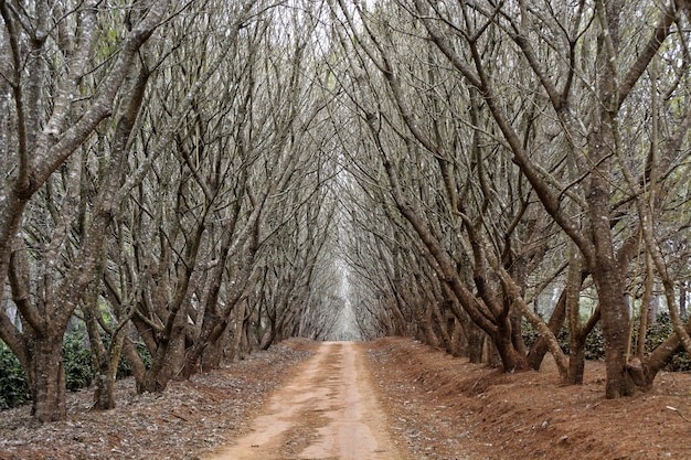 Free photo pathway in the middle of trees with no leaves