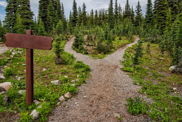 Free photo pathway surrounded by fir trees