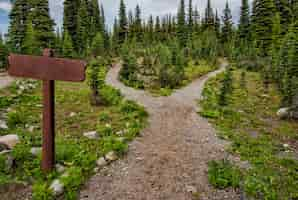 Free photo pathway surrounded by fir trees