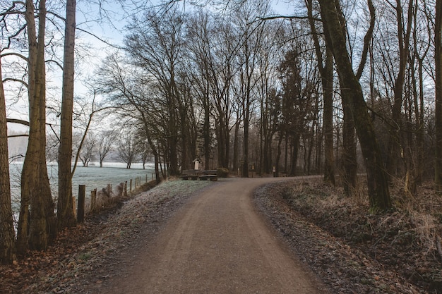 Pathway surrounded by greenery in a forest with a lake