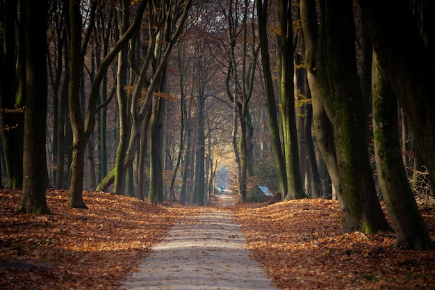 Free photo pathway surrounded by trees and leaves in a forest under the sunlight in the autumn